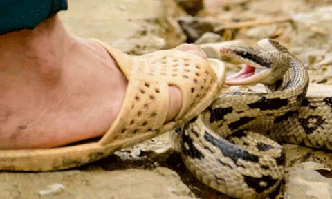 பாம்பு கடித்து தொழிலாளி சாவு