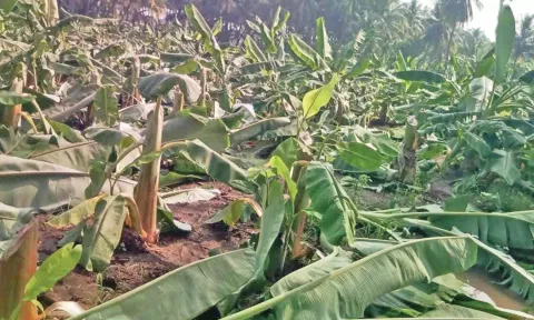 4 ஆயிரம் வாழை மரங்கள் வெட்டி சாய்ப்பு