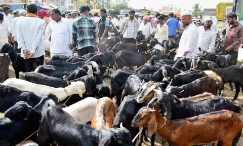 தீபாவளி முன்னிட்டு சிறப்பு ஆட்டுச் சந்தை