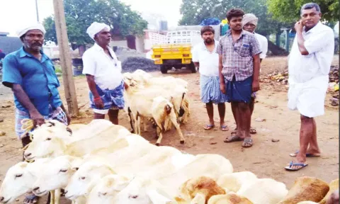 கன்னிவாடி சந்தையில் விற்பனைக்கு கொண்டுவரப்பட்ட ஆடுகளை படத்தில் காணலாம்.
