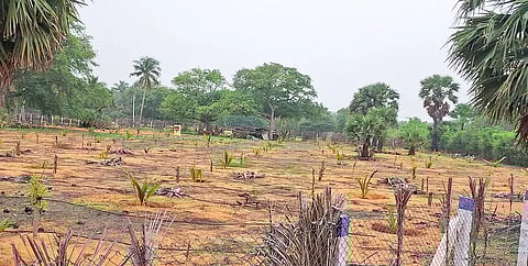 உடன்குடி வட்டார பகுதியில் ஊடுபயிராக தென்னை, முருங்கை நடவு பணி தீவிரம்