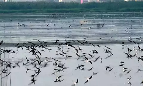 பள்ளிக்கரணை, பெரும்பாக்கம் ஏரிகளில் வெளிநாட்டு பறவைகள் வருகை அதிகரிப்பு