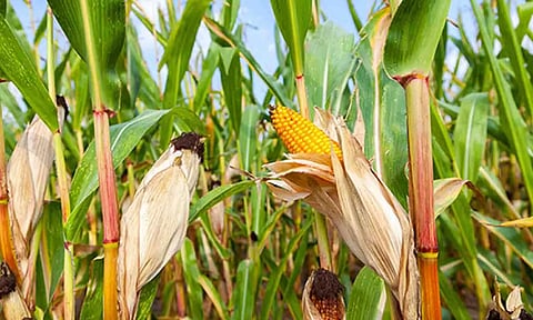 கோப்புபடம்