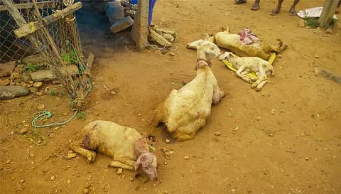 மர்ம விலங்கு கடித்ததில் பலியான ஆடுகள்