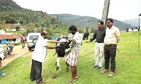 ஊட்டி அடுத்த கோக்கால் பகுதியில் இலவச கால்நடை மருத்துவ முகாம்