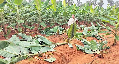 களக்காடு அருகே வெட்டி அழிக்கப்பட்ட வாழைகள்.