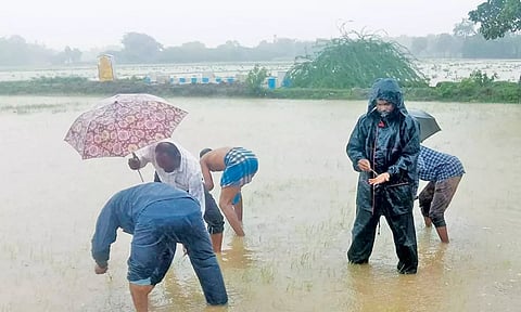 நெற்பயிரை வேளாண் அதிகாரிகள் பார்வையிட்டு ஆய்வு.