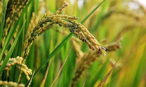 சோழவரம்-பூண்டி பகுதியில் 20 ஆயிரம் ஏக்கர் நெற்பயிர் பாதிப்பு