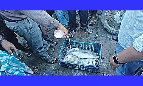 கெட்டுப்போன 12 கிலோ மீன்கள் பறிமுதல்