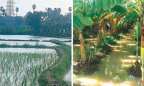 மறுகாலில் ஏற்பட்ட அடைப்பால் விளைநிலங்களுக்குள் புகுந்த நீர்- 150 ஏக்கர் பரப்பளவிலான நெல், வாழைகள் மூழ்கி நாசம்