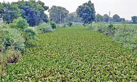 ஆற்றில் படர்ந்துள்ள ஆகாய தாமரை செடிகள்.
