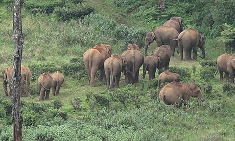 தேயிலை எஸ்டேட்டில் கூட்டமாக திரியும் காட்டு யானைகள்: பொதுமக்களுக்கு வனத்துறை எச்சரிக்கை