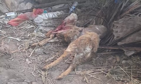 மர்ம விலங்கு கடித்து பலியான ஆட்டை காணலாம்