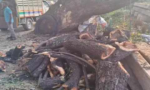 மரங்களை வெட்ட பொதுமக்கள் எதிர்ப்பு
