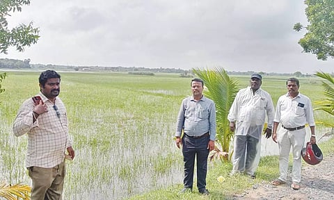 மழைநீர் தேங்கியுள்ள வயலை வேளாண்மை உதவி இயக்குனர் ராஜராஜன் பார்வையிட்டார்.
