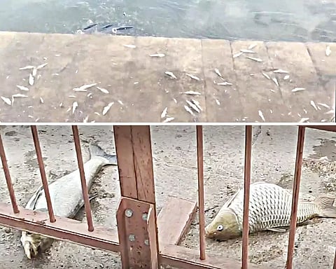 தெப்பக்குளத்தில் கழிவுநீர் கலந்ததால் மீன்கள் இறந்து கிடந்தன.