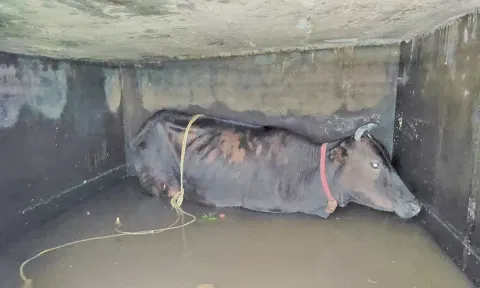 தண்ணீர் தொட்டியில் விழுந்து கிடக்கும் பசுமாடு.