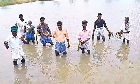 மழைநீரில் மூழ்கி அழுகிய பயிர்களை வேதனையுடன் காண்பிக்கும் விவசாயிகள்.