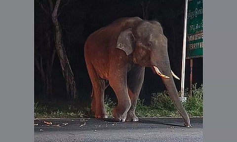 சோதனைசாவடியை முற்றுகையிட்ட ஒற்றை யானையால் பரபரப்பு:  போலீசார் அலறியடித்து ஓட்டம்
