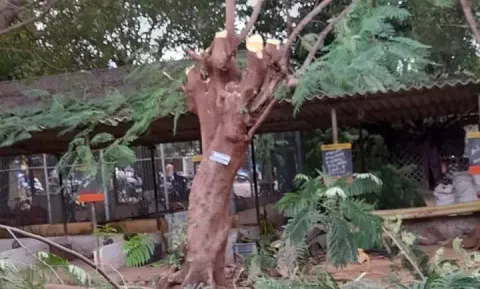 புதுக்கோட்டையில் வெட்டப்பட்ட பழமையான மரம்