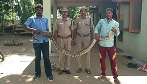 மேட்டூர் அருகே விவசாய தோட்டத்தில் 15 அடி நீள மலைபாம்பு பிடிப்பட்டது