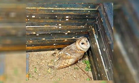 கா யத்துடன் பிடிபட்ட அரிய வகை ஆந்தையை படத்தில் காணலாம்.&nbsp;