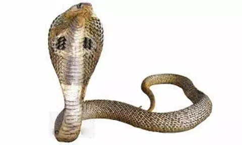 கடலூரில் குழந்தை மையத்தில் பாம்பு  இருந்ததால் பெரும் பரபரப்பு