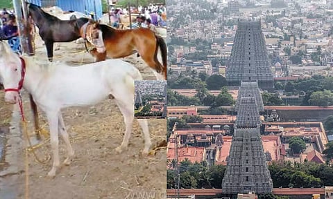திருவண்ணாமலையில் பாரம்பரிய குதிரை சந்தை தொடங்கியது
