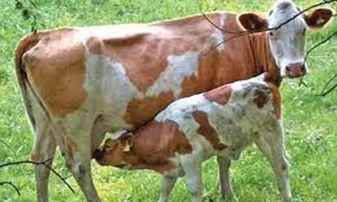 பண்டுதகாரன் புதூரில் - கறவைமாடு வளர்ப்பு கட்டண பயிற்சி முகாம்
