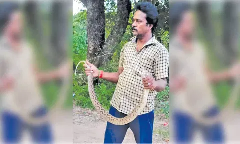 பிடிக்கப்பட்ட பாம்பு.