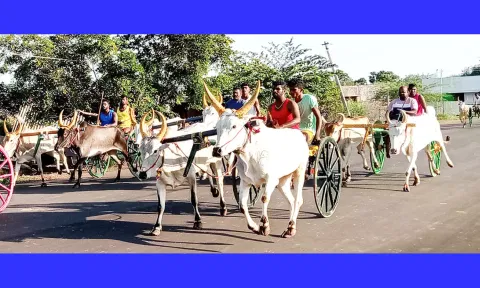 மாட்டு வண்டி பந்தயத்தில் சீறிப்பாய்ந்து சென்ற மாடுகள்.