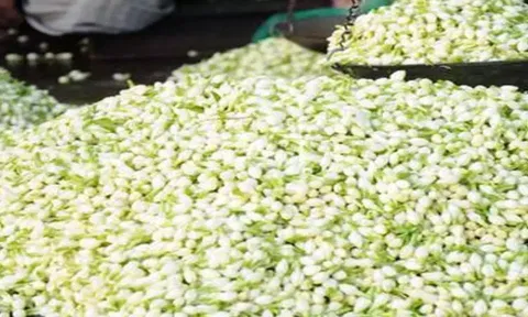 நெல்லையில் இன்று மல்லிகை பூ கிலோ ரூ.1,500-க்கு விற்பனை