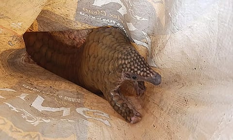 சங்கராபுரம் அருகே தொழிலாளி வீட்டிற்குள் புகுந்த எறும்பு திண்ணி