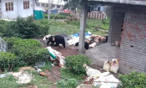 கோத்தகிரி அருகே குடியிருப்பு பகுதியில் உலா வந்த 4 கரடிகள்