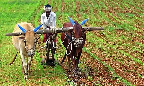 நெற்பயிரில்  ஆனைக் கொம்பன் தாக்குதலை கட்டுப்படுத்திட வழிகள்  - வேளாண்மை இணை இயக்குநர் ஆலோசனை