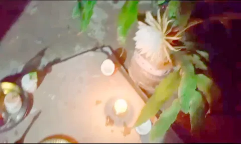 ஆலங்காயத்தில் பூத்த பிரம்ம கமலம் பூ