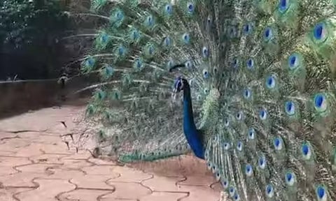 தினமும் கோவிலுக்கு வந்து நடனமாடும் மயில்: வெள்ளி கொலுசு கட்டிய அர்ச்சகர்...!