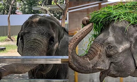 உலகின் சோகமான யானை மாலி உயிரிழந்தது