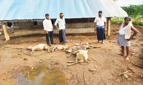 இறந்த ஆடுகளை பொதுமக்கள் பார்வையிட்ட காட்சி.