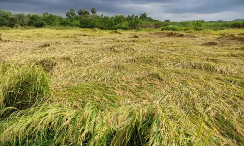 மழையில் நாசமான நெற்பயிர்களை படத்தில் காணலாம்.