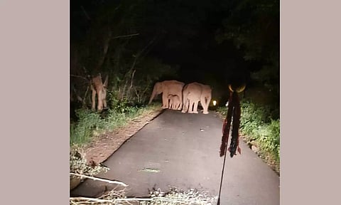 கடம்பூர் மலைப்பகுதியில் காட்டு யானைகள் நடமாட்டம் அதிகரிப்பு: வாகன ஓட்டிகள், பொதுமக்கள் அச்சம்