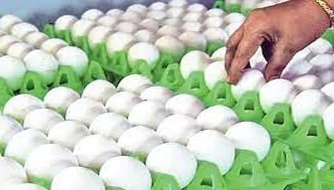 நாமக்கல்லில் முட்டை விலை 15 காசுகள் சரிவு