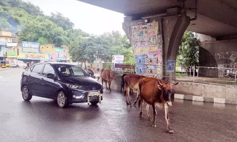 வேலூர் கலெக்டர் அலுவலகம் அருகே வாகனங்களை வழிமறித்து சாலையில் செல்லும் மாடுகளை படத்தில் காணலாம்.