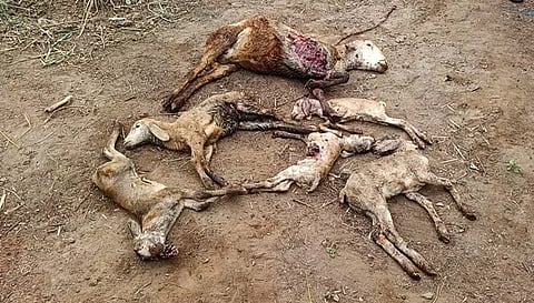 எடப்பாடி அடுத்த மேல் சித்தூர் பகுதியில் வெறிநாய்கள் கடித்ததில் பலியான ஆடுகள்.