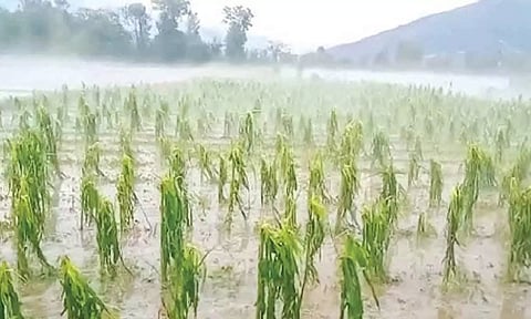 மிச்சாங் புயலால் பல ஆயிரம் ஹெக்டர் விவசாய பயிர்கள் நாசம்