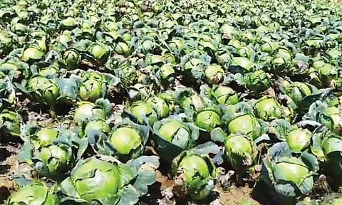 நீலகிரியில் விலை வீழ்ச்சியால் அறுவடை செய்யாமல் விடப்பட்ட முட்டைகோஸ்