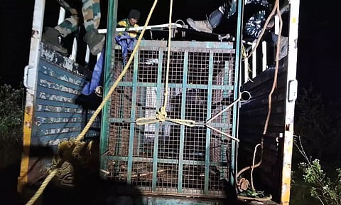 பிடிபட்ட கரடியை வனத்துறையினர் லாரியில் ஏற்றி கொண்டு சென்ற காட்சி.