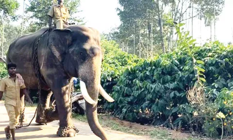 வயநாட்டுக்கு வரவழைக்கப்பட்டுள்ள கும்கி யானை.