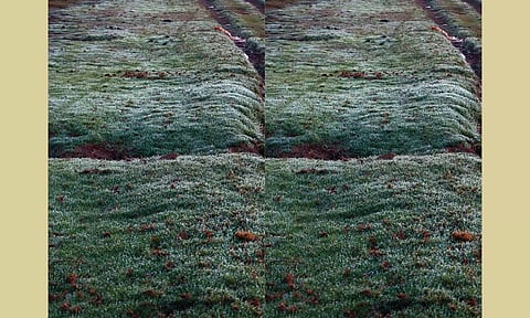 ஊட்டியில் குறைந்தபட்ச வெப்பநிலை 7 டிகிரி செல்சியஸ்- நீலகிரியில் கொட்டும் உறைபனியால் கடும் குளிர்