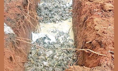 பலியான கோழிகளை ஜே.சி.பி. வாகனம் மூலம் குழி தோண்டி புதைக்கப்பட்ட காட்சி.